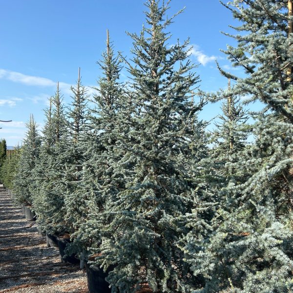 Cedrus atlantica 'Glauca' (Atlaška cedra)