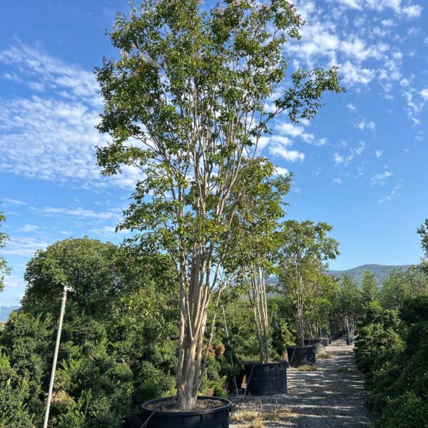Lagerstroemia × MUSKOGEE