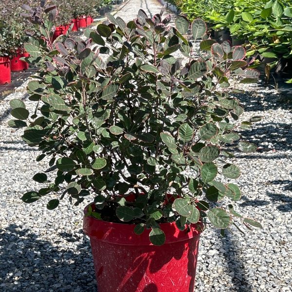 Cotinus coggygria 'Lilla' (Rdečelistni ruj)
