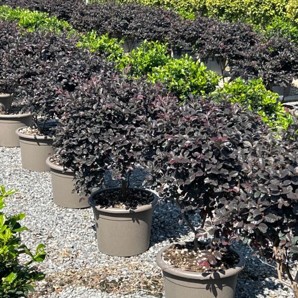 Loropetalum chinense 'BLACK PEARL'