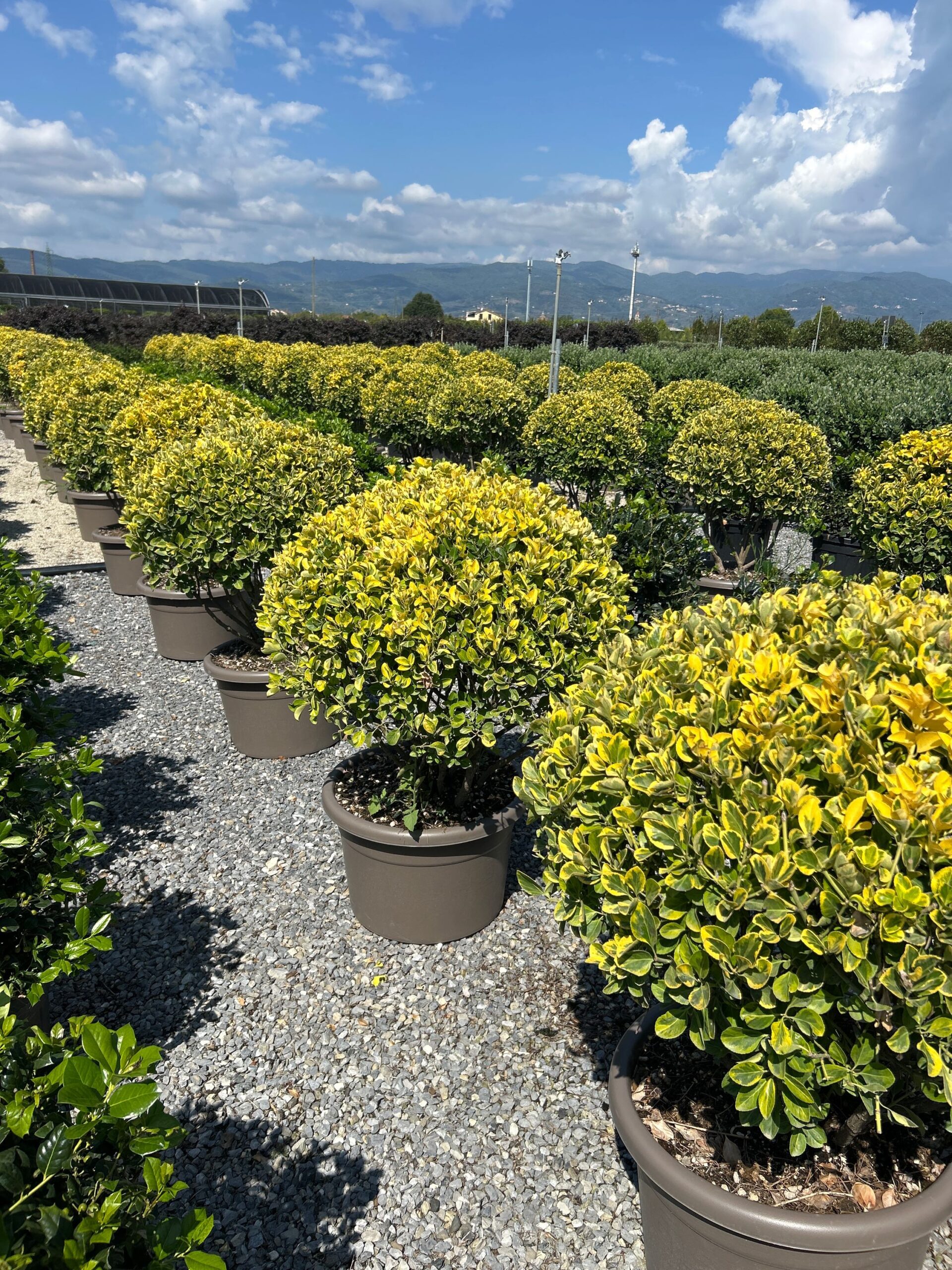 Euonymus japonicus 'ELEGANTISSIMUS AUREUS' Euonymus japonicus 'ELEGANTISSIMUS AUREUS' - slika 1