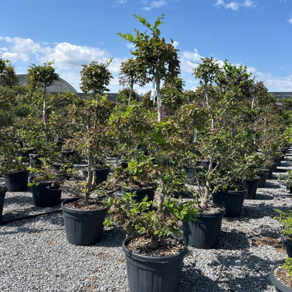 Carpinus betulus
