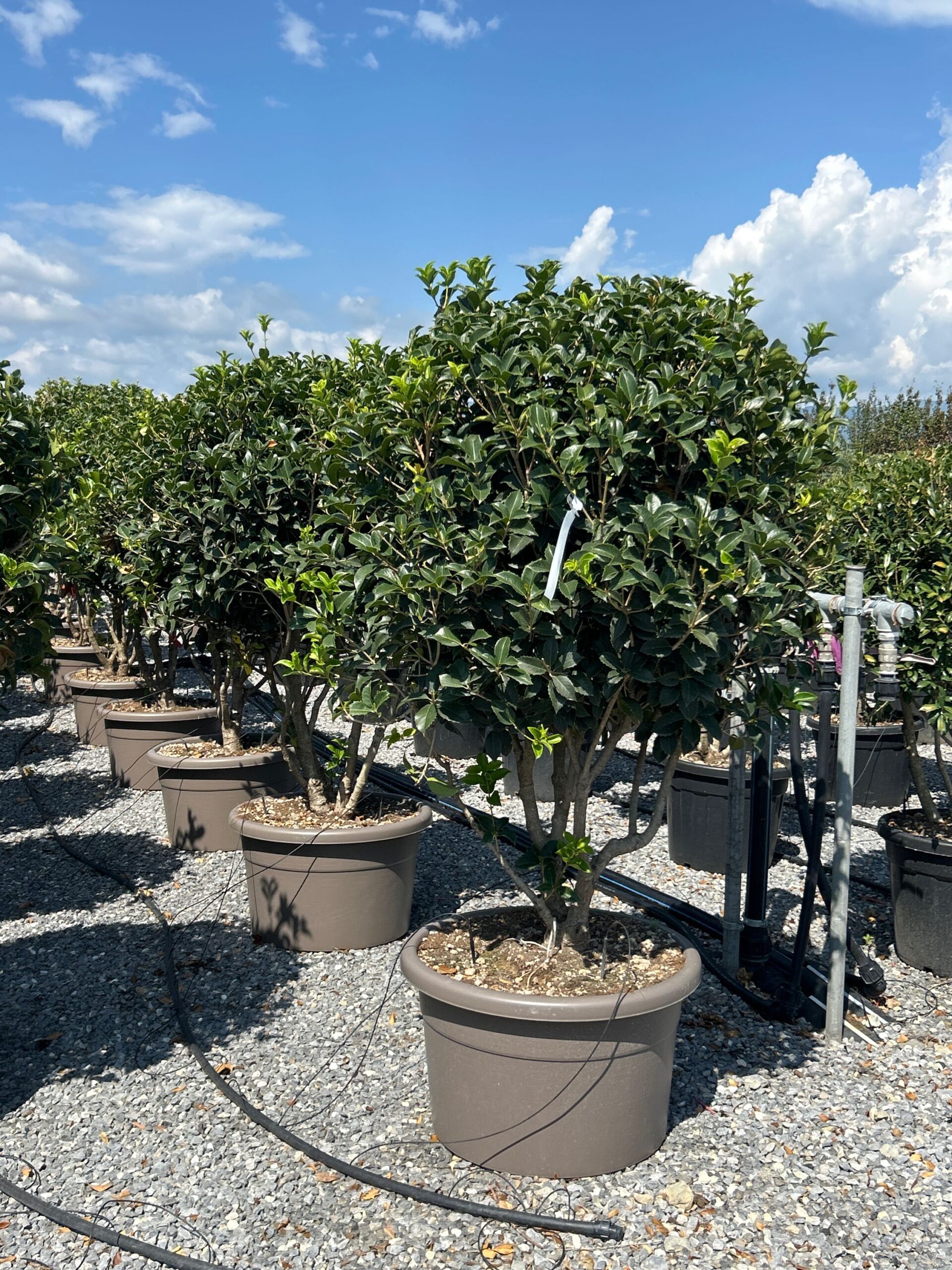 Osmanthus × FORTUNEI Osmanthus × FORTUNEI - slika 1