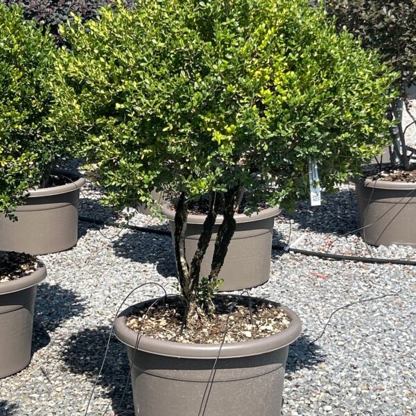 Buxus microphylla 'FAULKNER'