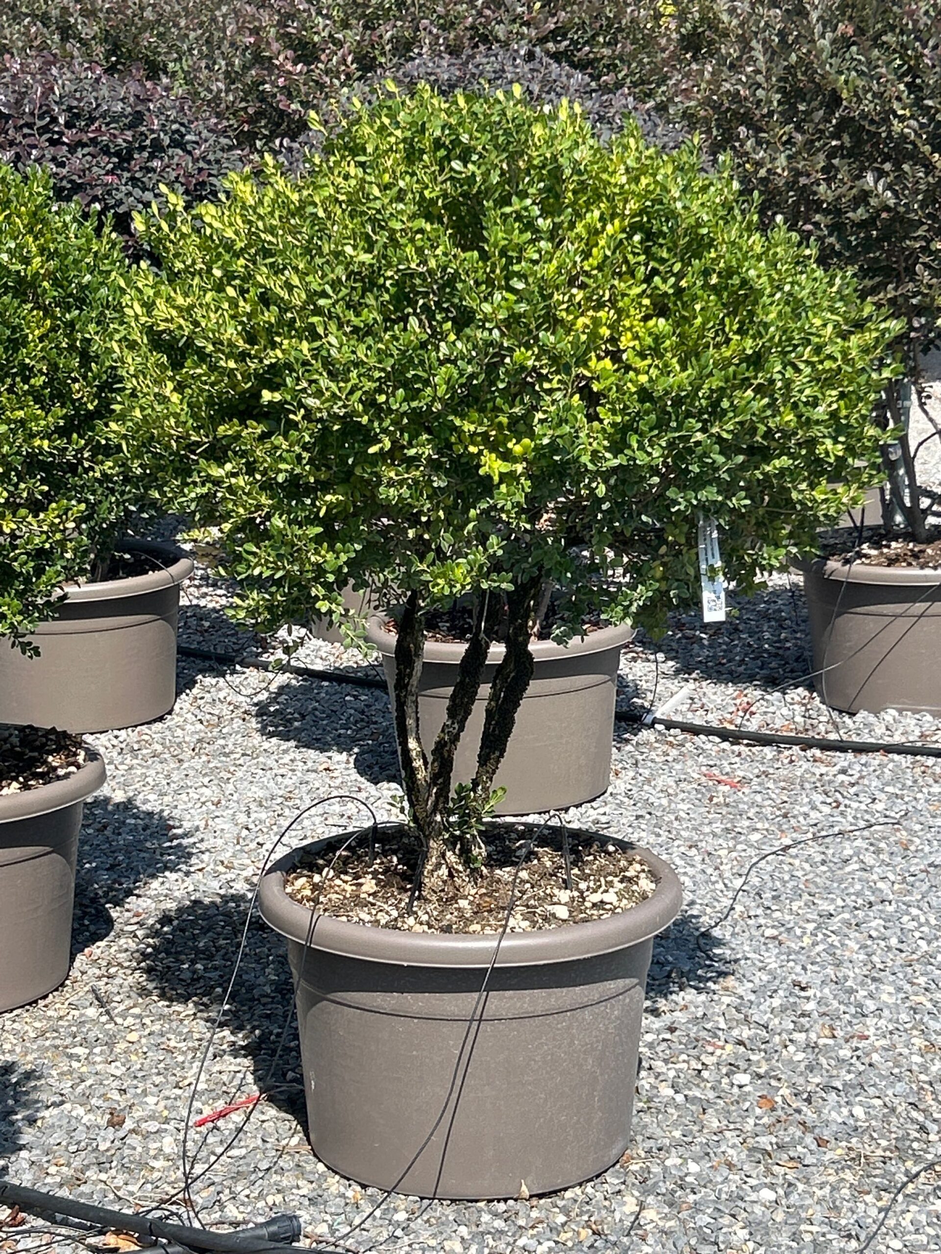 Buxus microphylla 'FAULKNER' Buxus microphylla 'FAULKNER' - slika 1