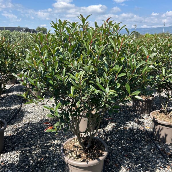 Photinia × FRASERI ''CARRE' ROUGE'