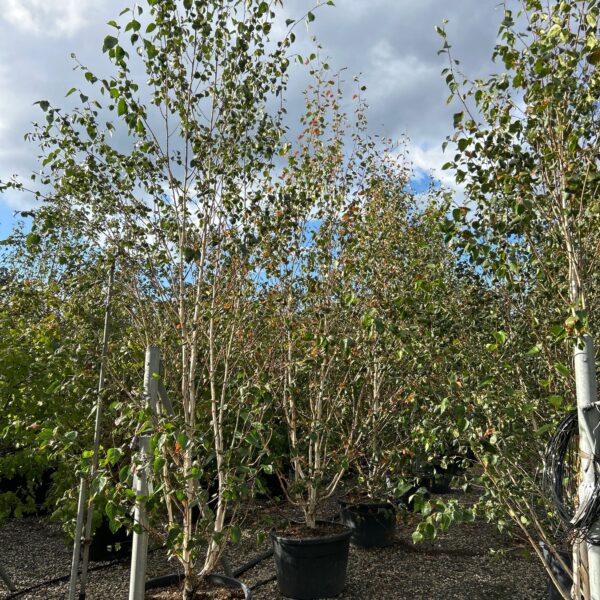 Betula jacquemontii