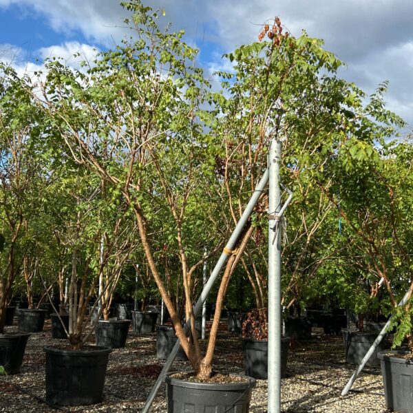 Betula jacquemontii
