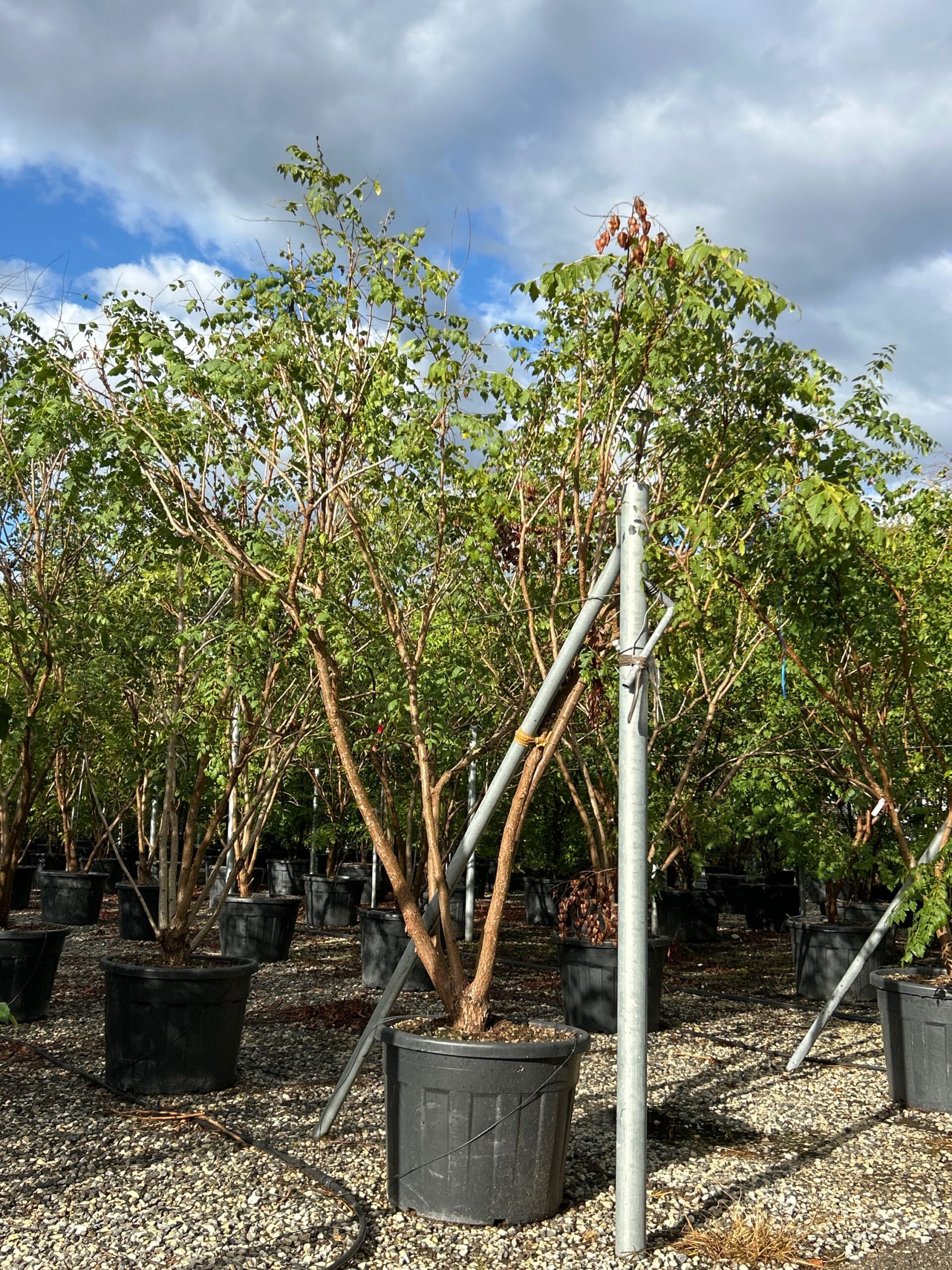 Betula jacquemontii Betula jacquemontii - slika 1