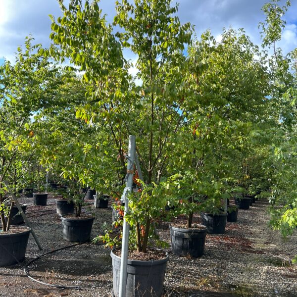 Zelkova serrata