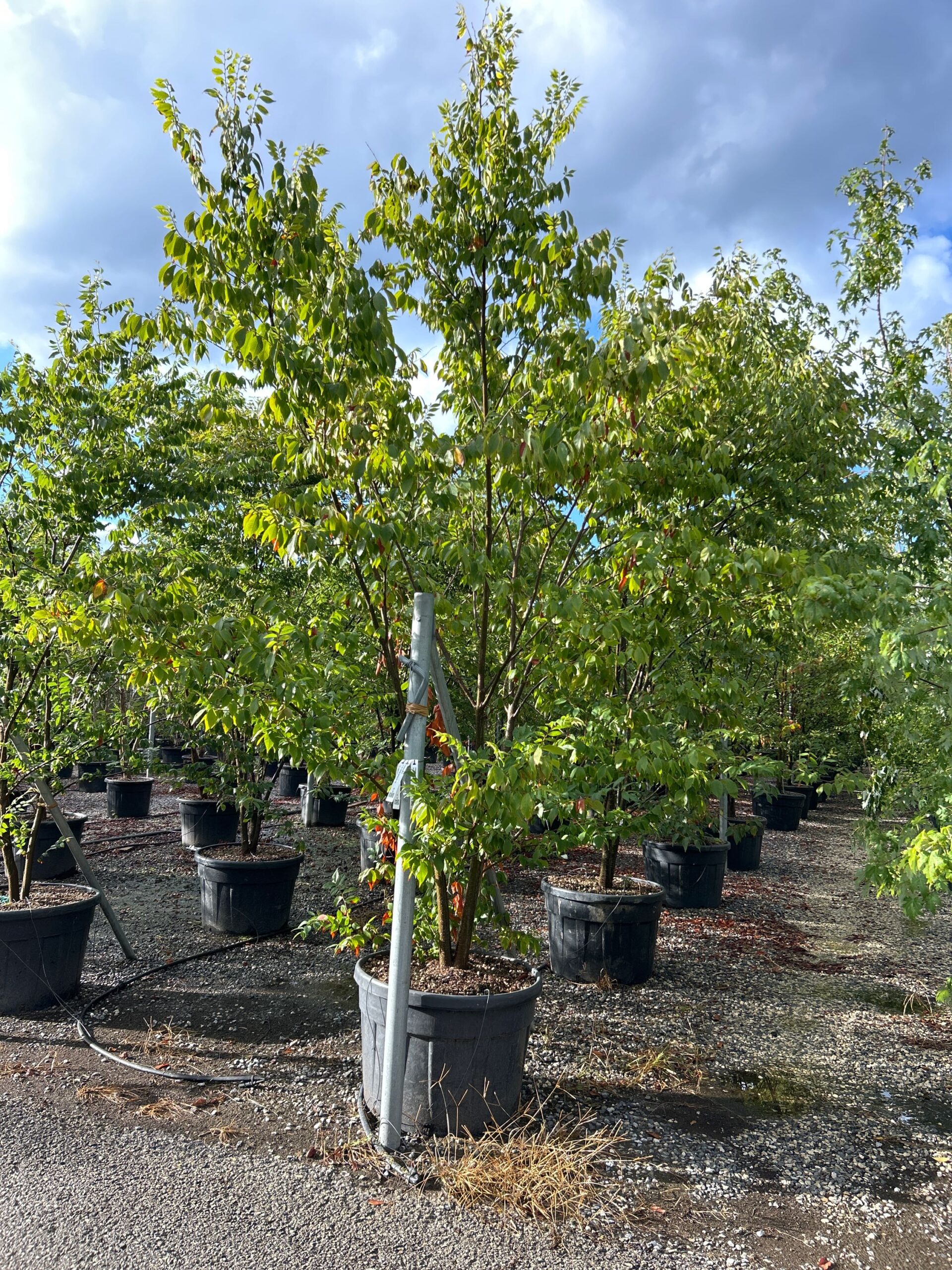 Zelkova serrata Zelkova serrata - slika 1