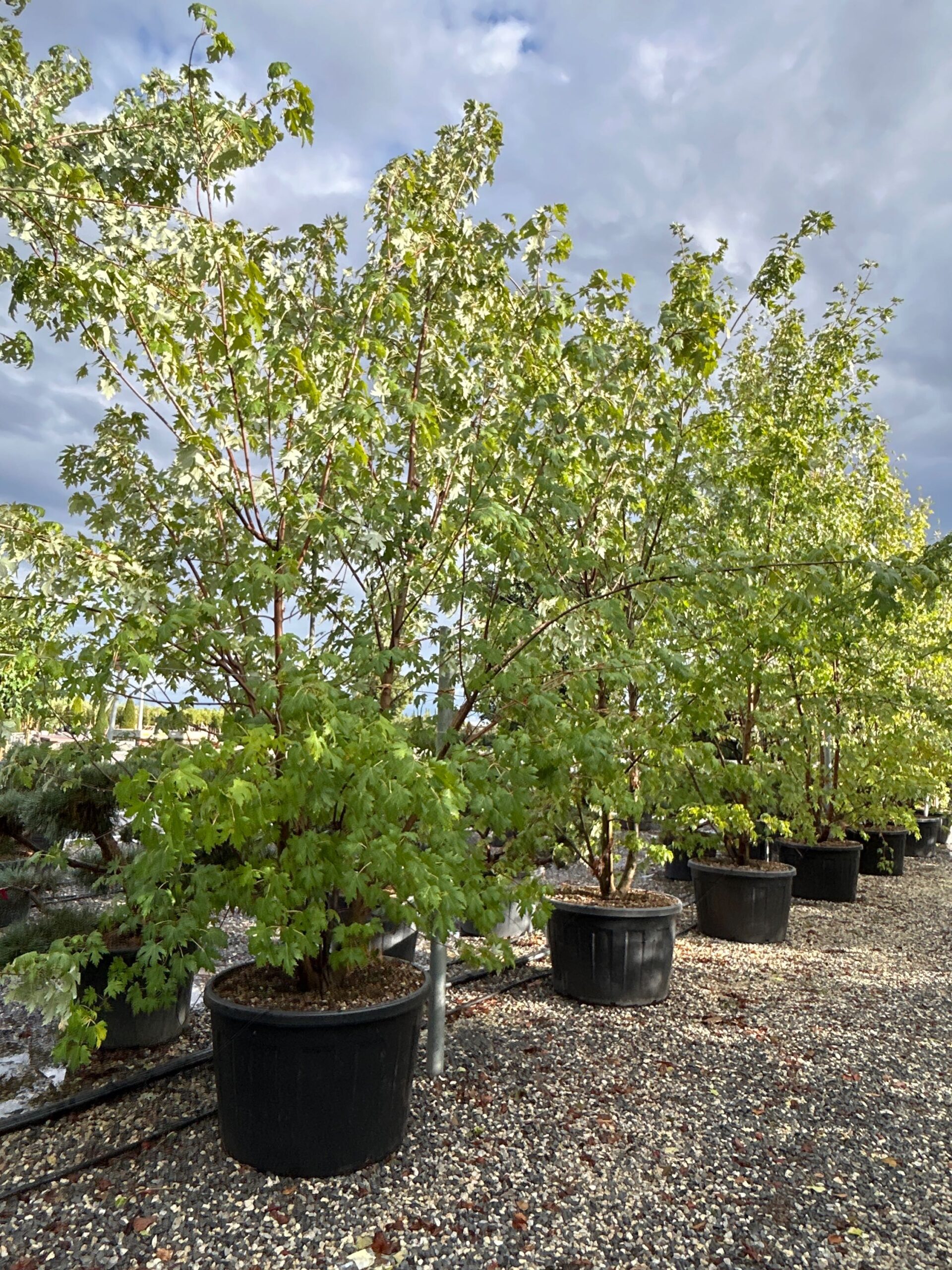 Acer saccharinum Acer saccharinum - slika 1