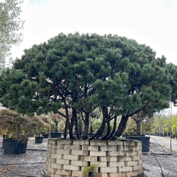 Pinus mugo 'MUGHUS'