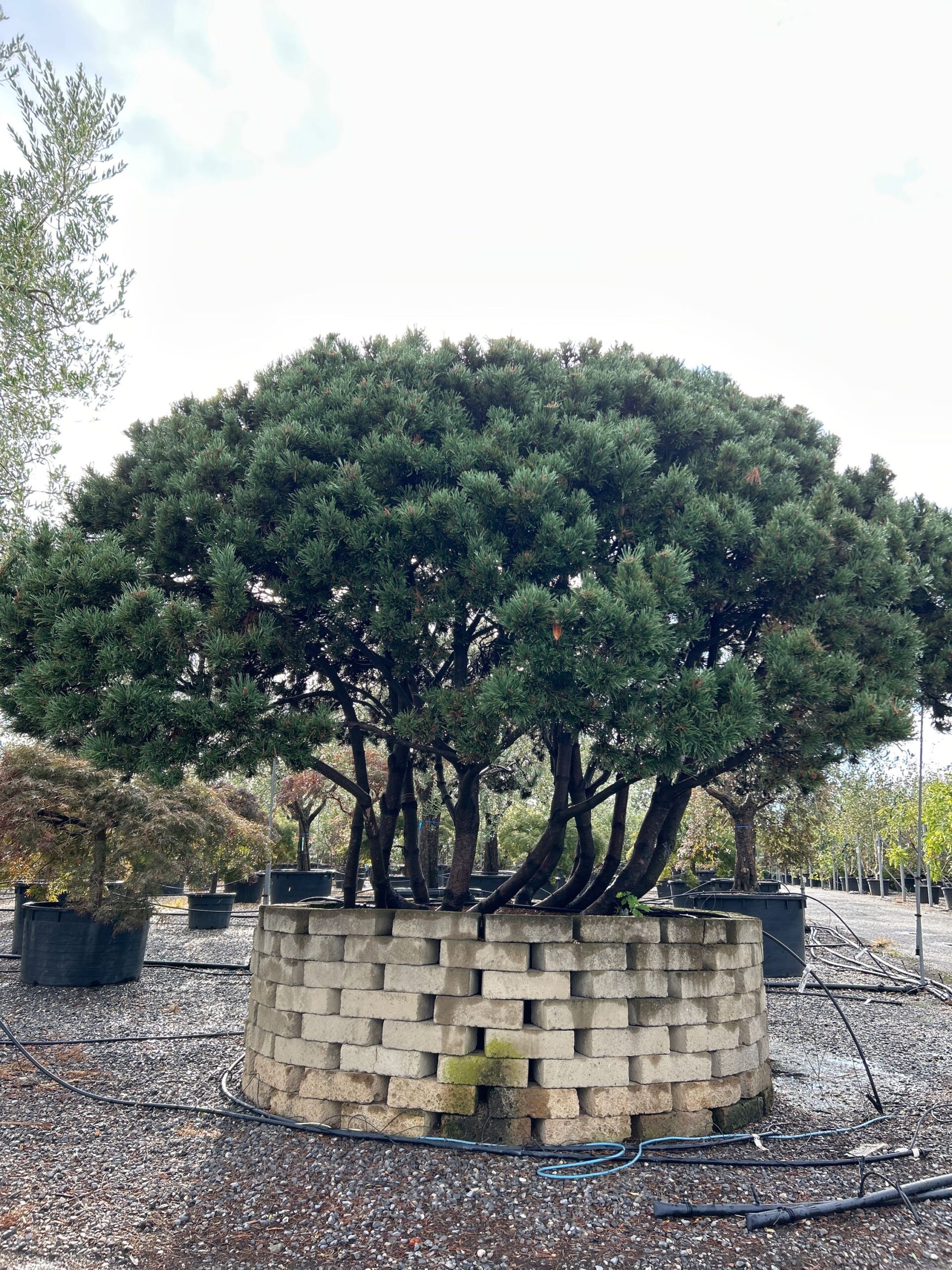 Pinus mugo 'MUGHUS' Pinus mugo 'MUGHUS' - slika 1