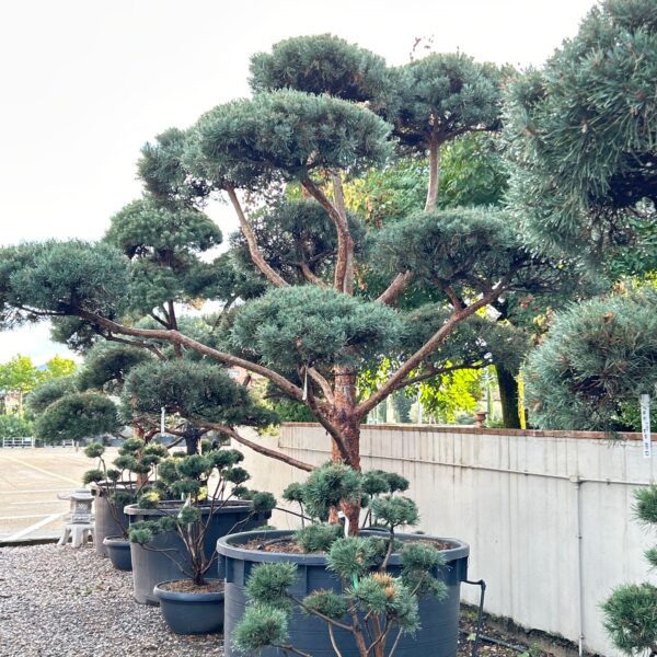 Pinus sylvestris 'GLAUCA'
