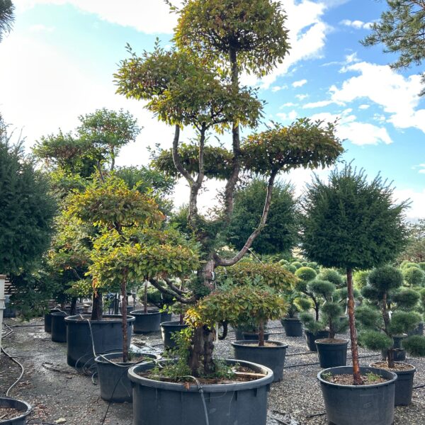 Carpinus betulus