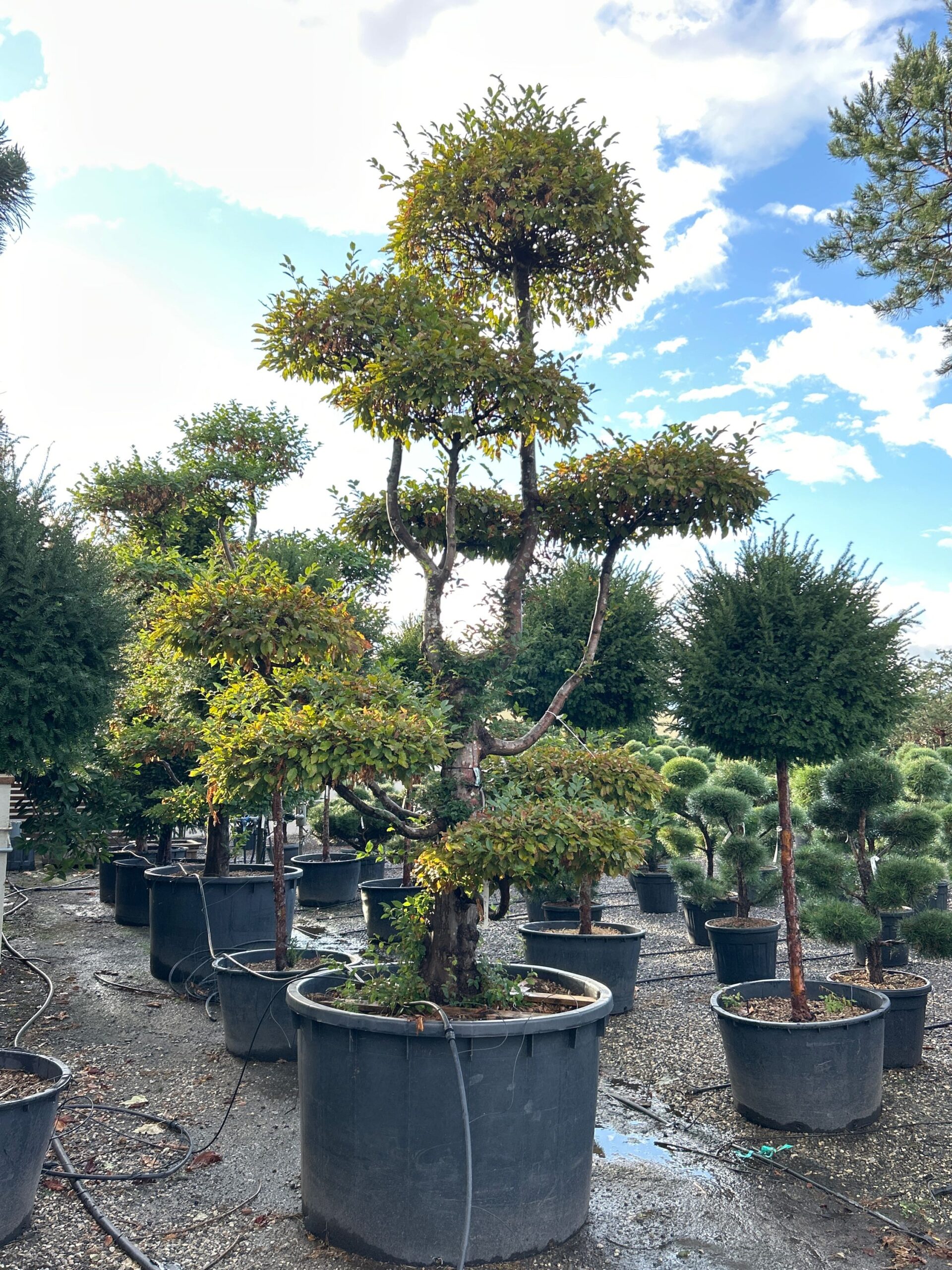 Carpinus betulus Carpinus betulus - slika 1