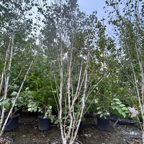 Betula jacquemontii