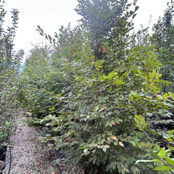 Carpinus betulus