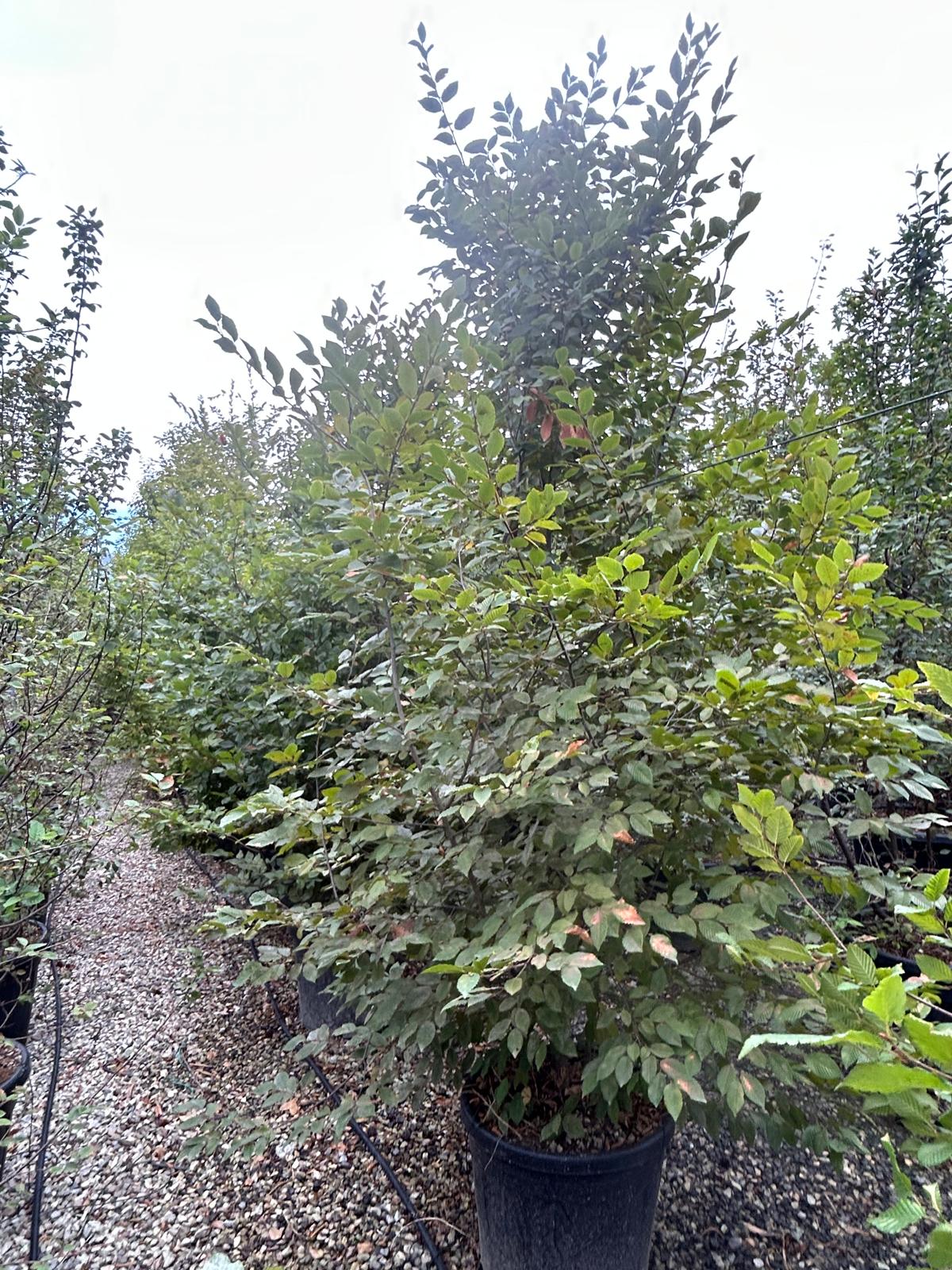 Carpinus betulus Carpinus betulus - slika 1