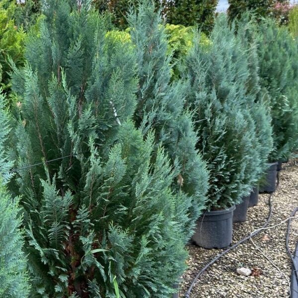 Chamaecyparis lawsoniana 'COLUMN. GLAUCA'