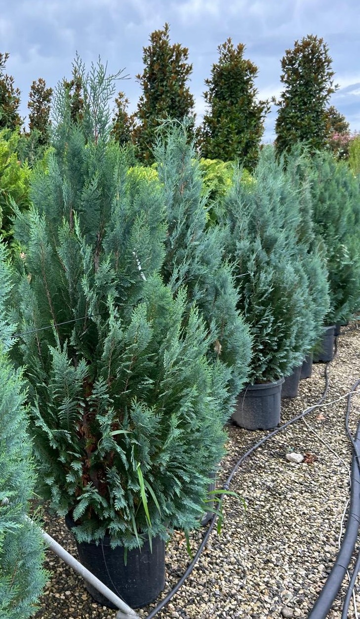 Chamaecyparis lawsoniana 'COLUMN. GLAUCA' Chamaecyparis lawsoniana 'COLUMN. GLAUCA' - slika 1