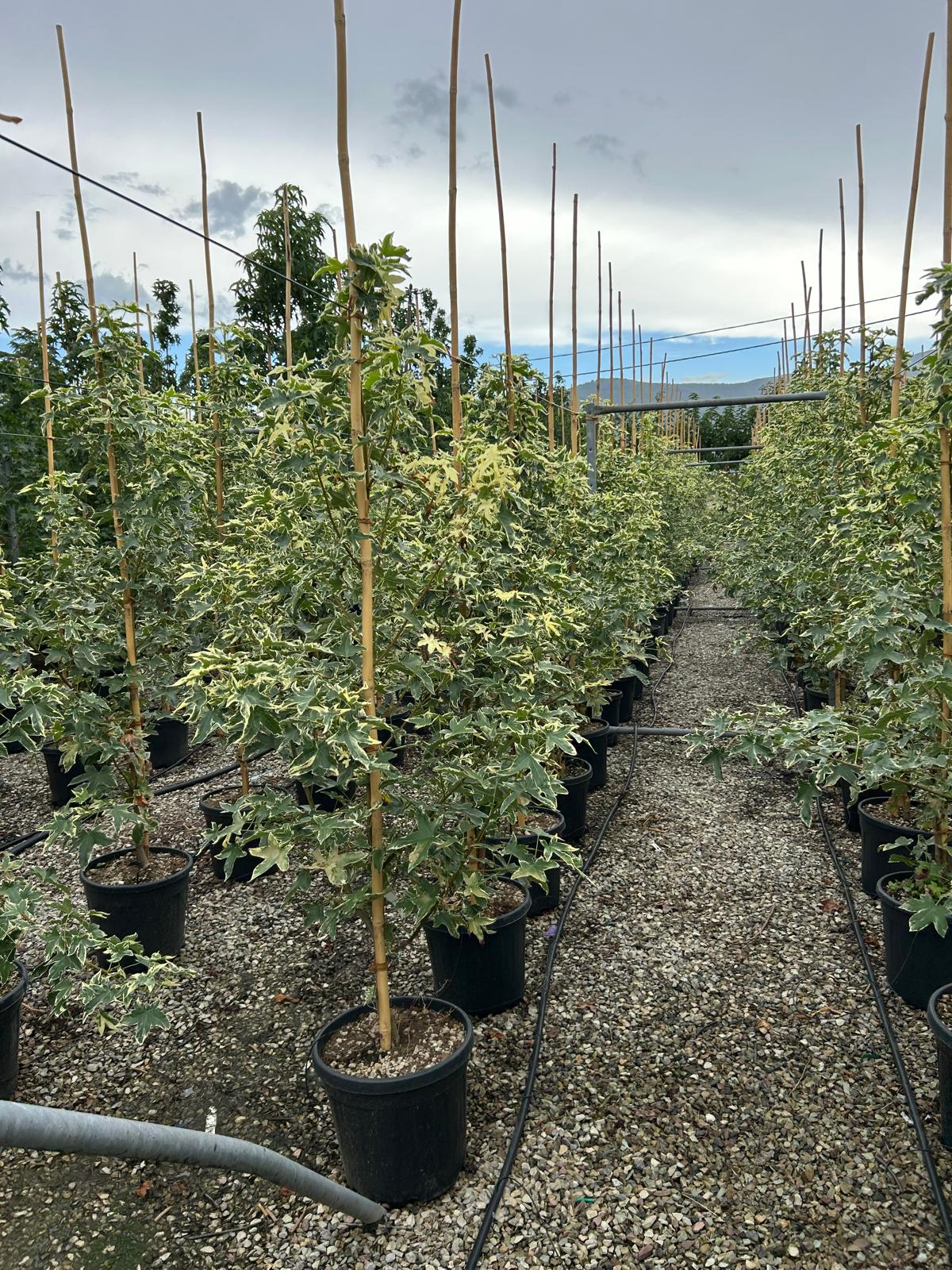 Liquidambar styraciflua 'ALBOMARG. MANON' Liquidambar styraciflua 'ALBOMARG. MANON' - slika 1