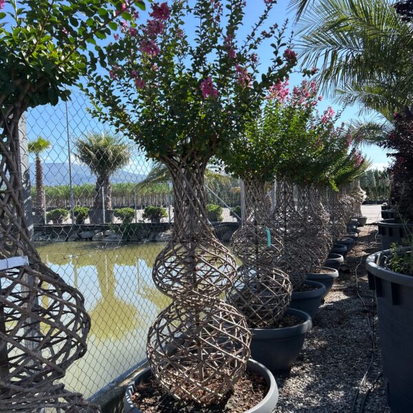 Lagerstroemia indica 'ROSEA'