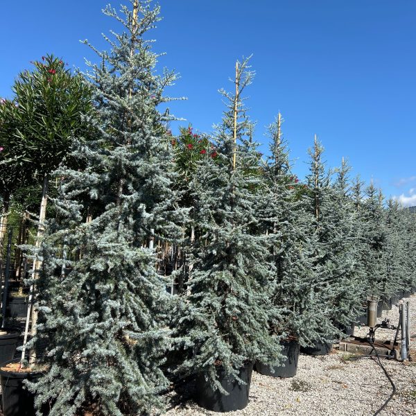 Cedrus atlantica 'Glauca' (Atlaška cedra)