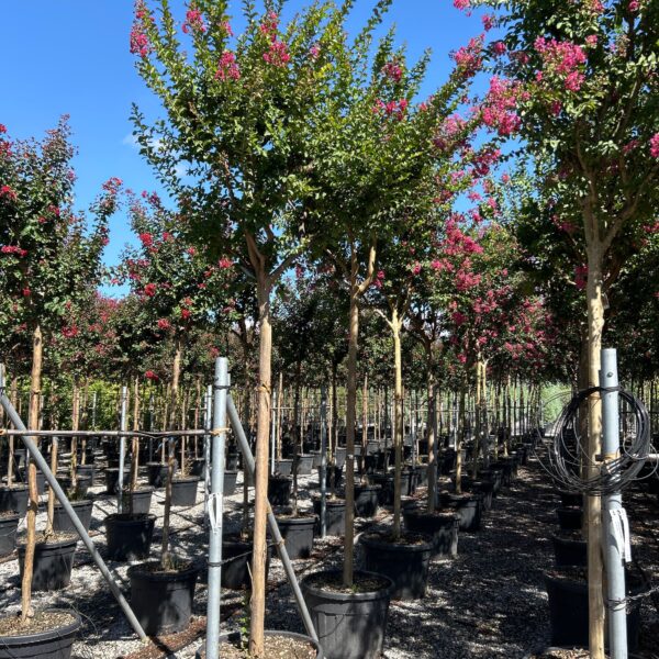 Lagerstroemia indica 'ROSEA'