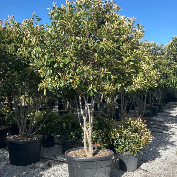 Photinia × FRASERI ''RED ROBIN'