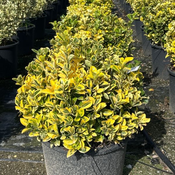 Euonymus japonicus 'Elegantissimus Aureus'  (Japonska trdoleska Krogla)