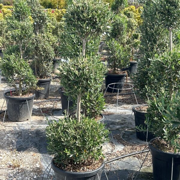 Olea Europaea (Oliva)