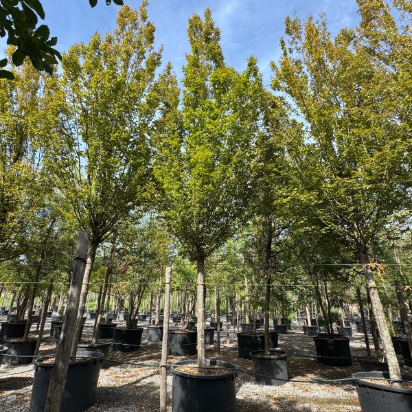 Carpinus betulus 'Fastigiata' (Stebrasti gaber)