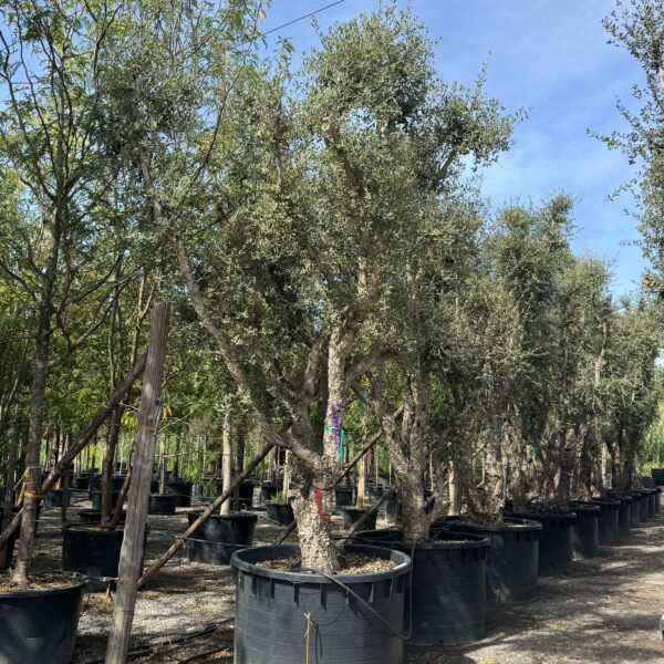 Quercus suber