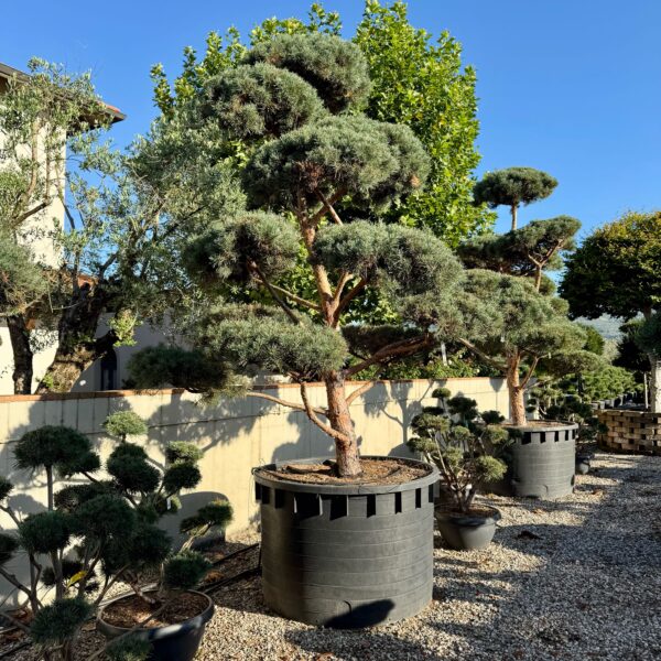 Pinus sylvestris 'GLAUCA'