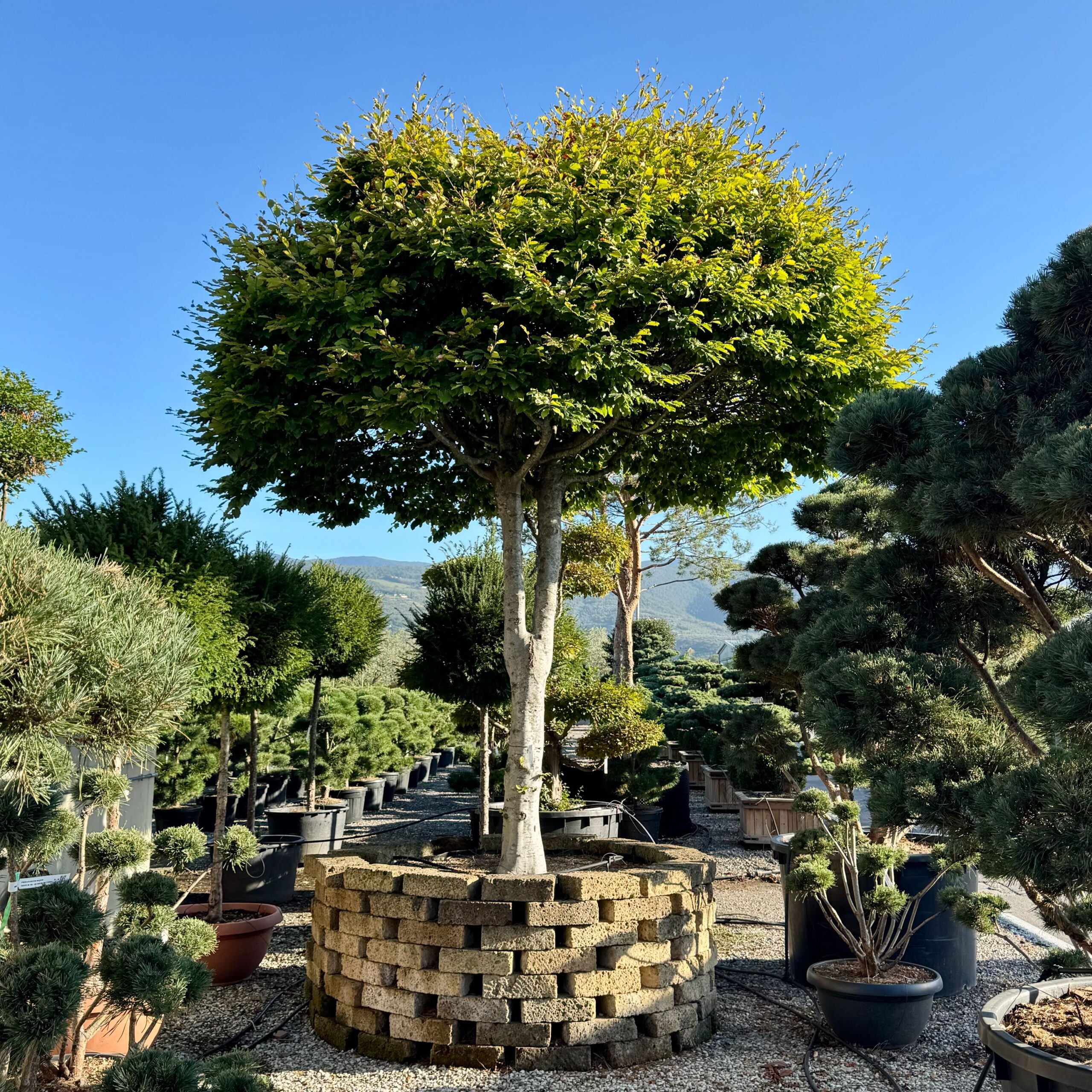 Fagus sylvatica Fagus sylvatica - slika 1
