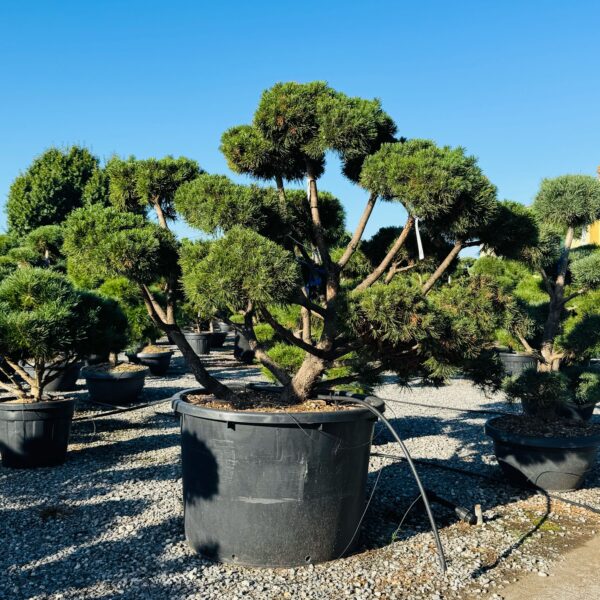 Pinus mugo 'MUGHUS'