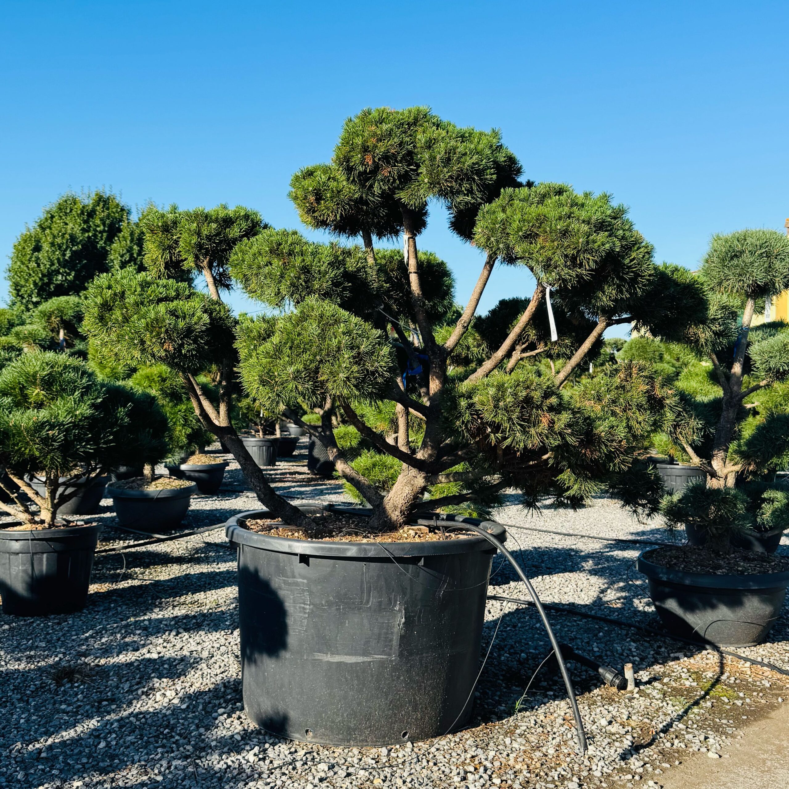 Pinus mugo 'MUGHUS' Pinus mugo 'MUGHUS' - slika 1