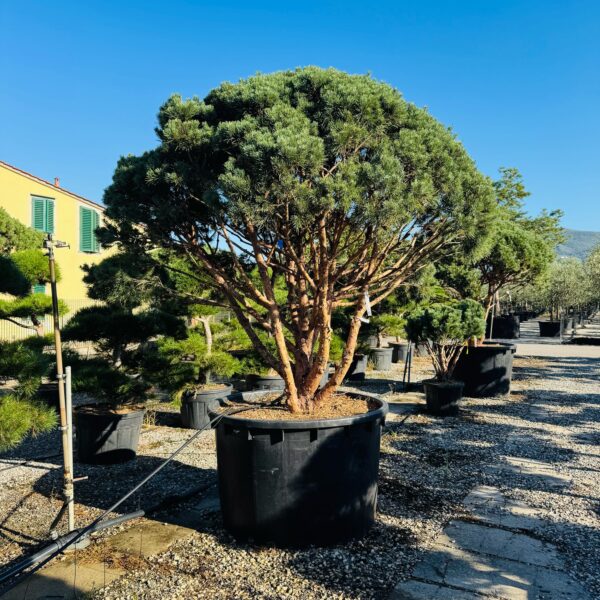 Pinus sylvestris 'WATERERI'
