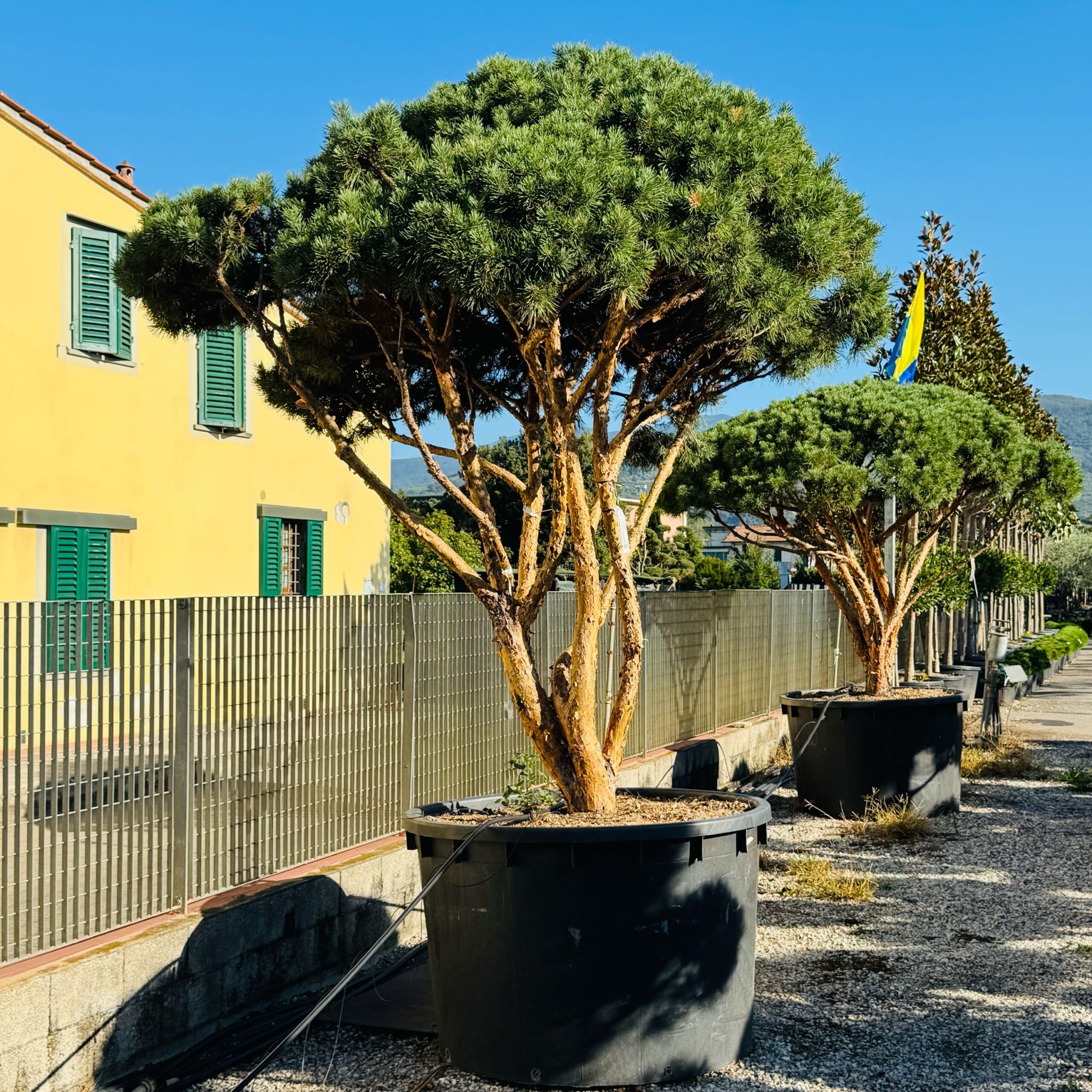 Pinus sylvestris 'WATERERI' Pinus sylvestris 'WATERERI' - slika 1