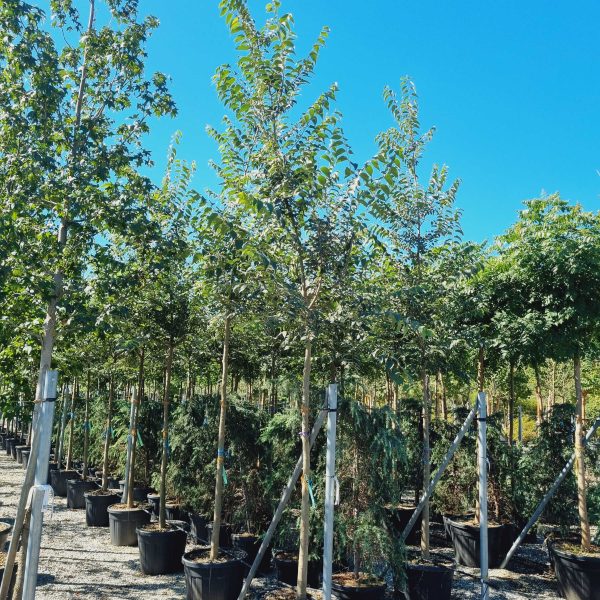 Celtis australis (Navadni koprivovec)