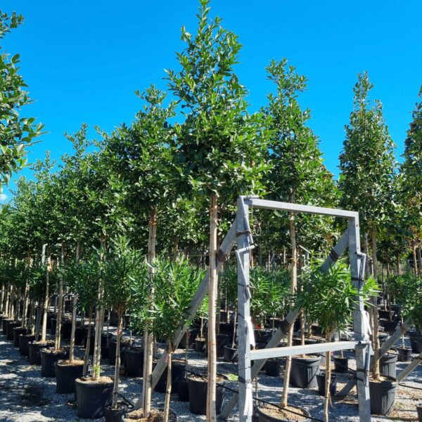 Ilex castaneifolia