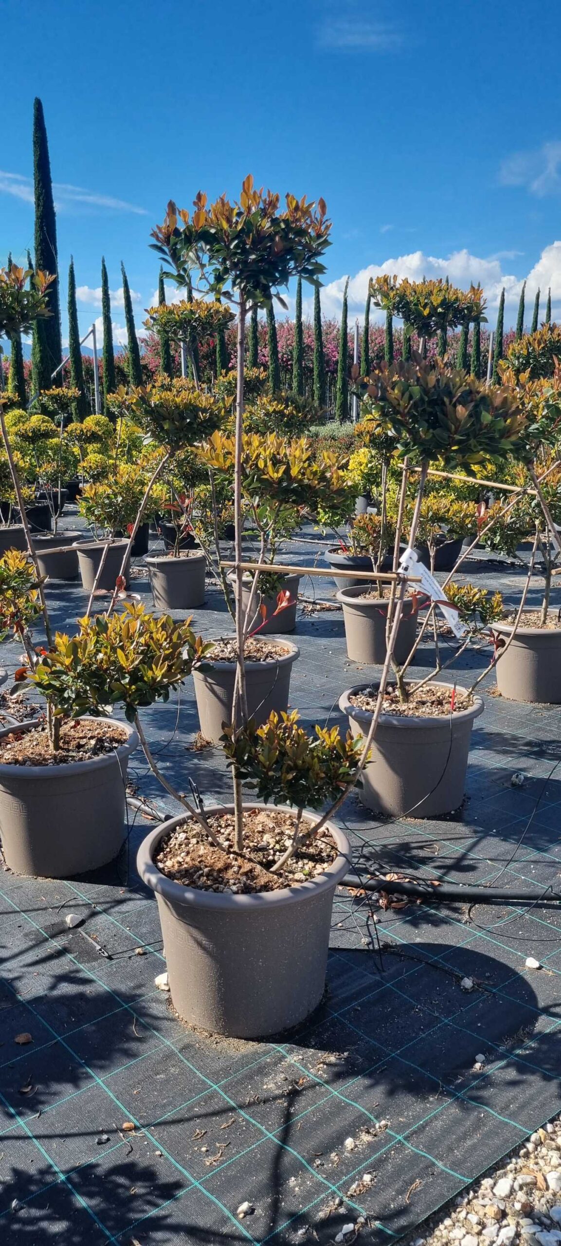 Photinia × FRASERI 'CHICO' Photinia × FRASERI ''CHICO' - slika 1