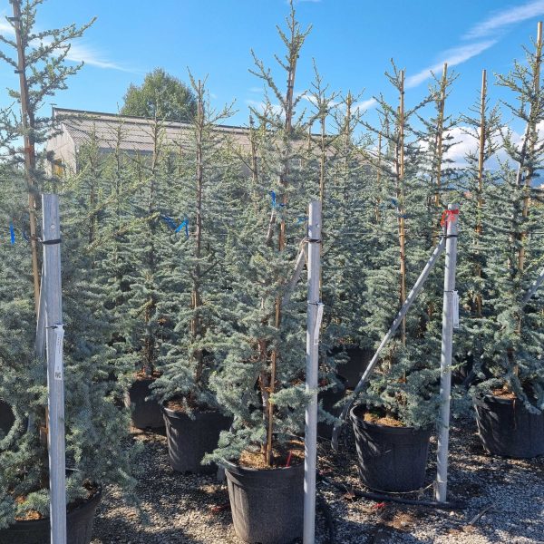 Cedrus atlantica 'Glauca' (Atlaška cedra)