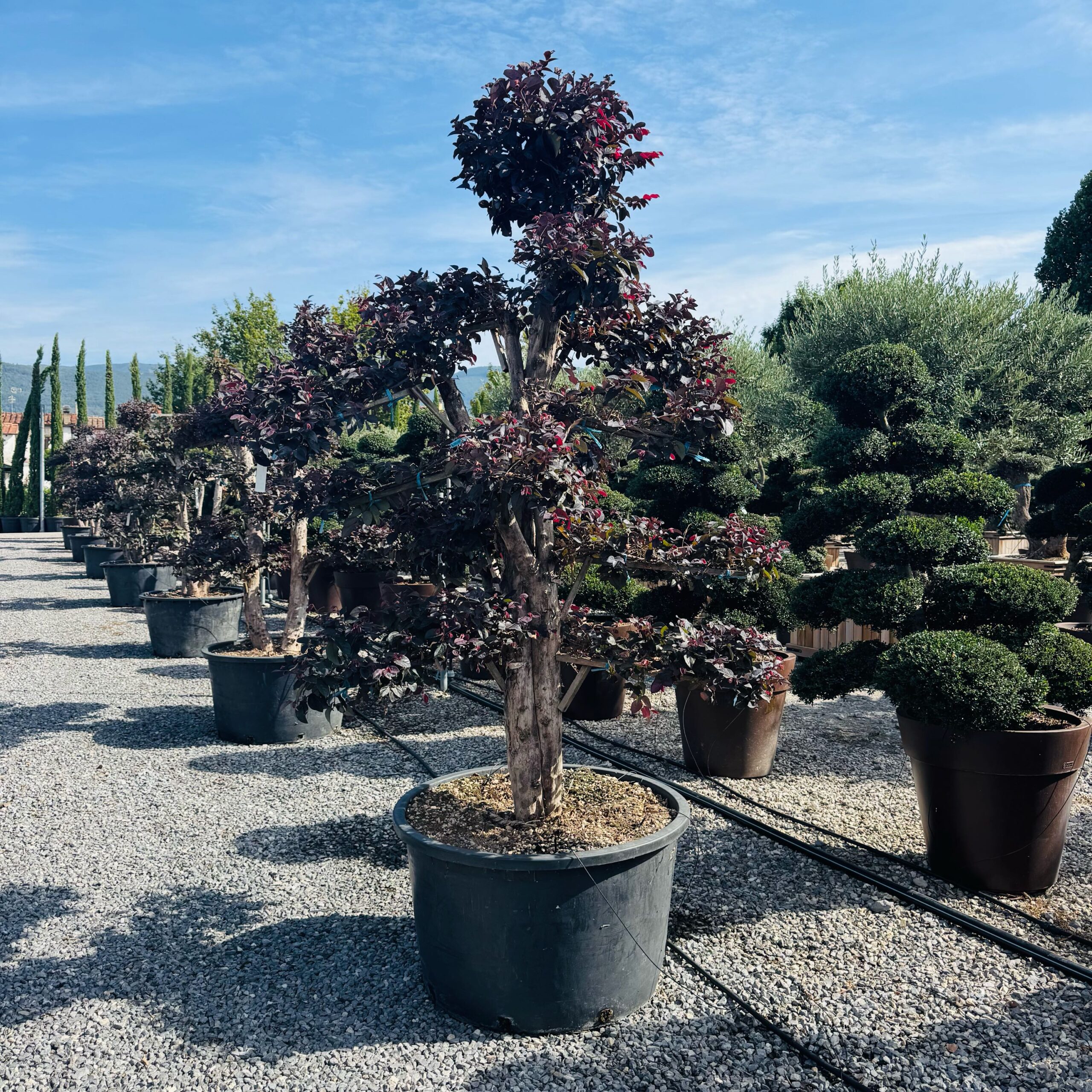 Loropetalum chinense 'FIRE DANCE' Loropetalum chinense 'FIRE DANCE' - slika 1