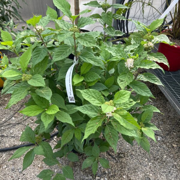 Callicarpa bodinieri 'MAGICAL SNOWQUEEN'
