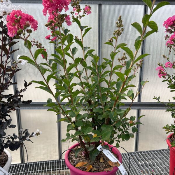 Lagerstroemia × TUSCARORA