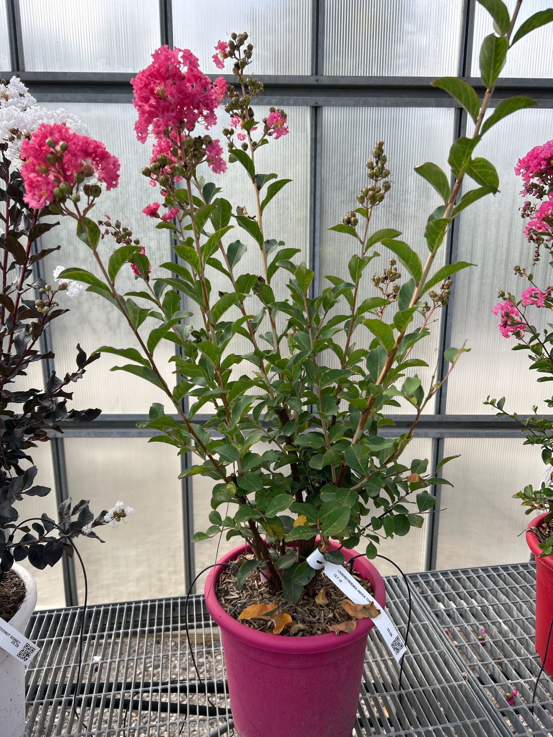 Lagerstroemia × TUSCARORA Lagerstroemia × TUSCARORA - slika 1