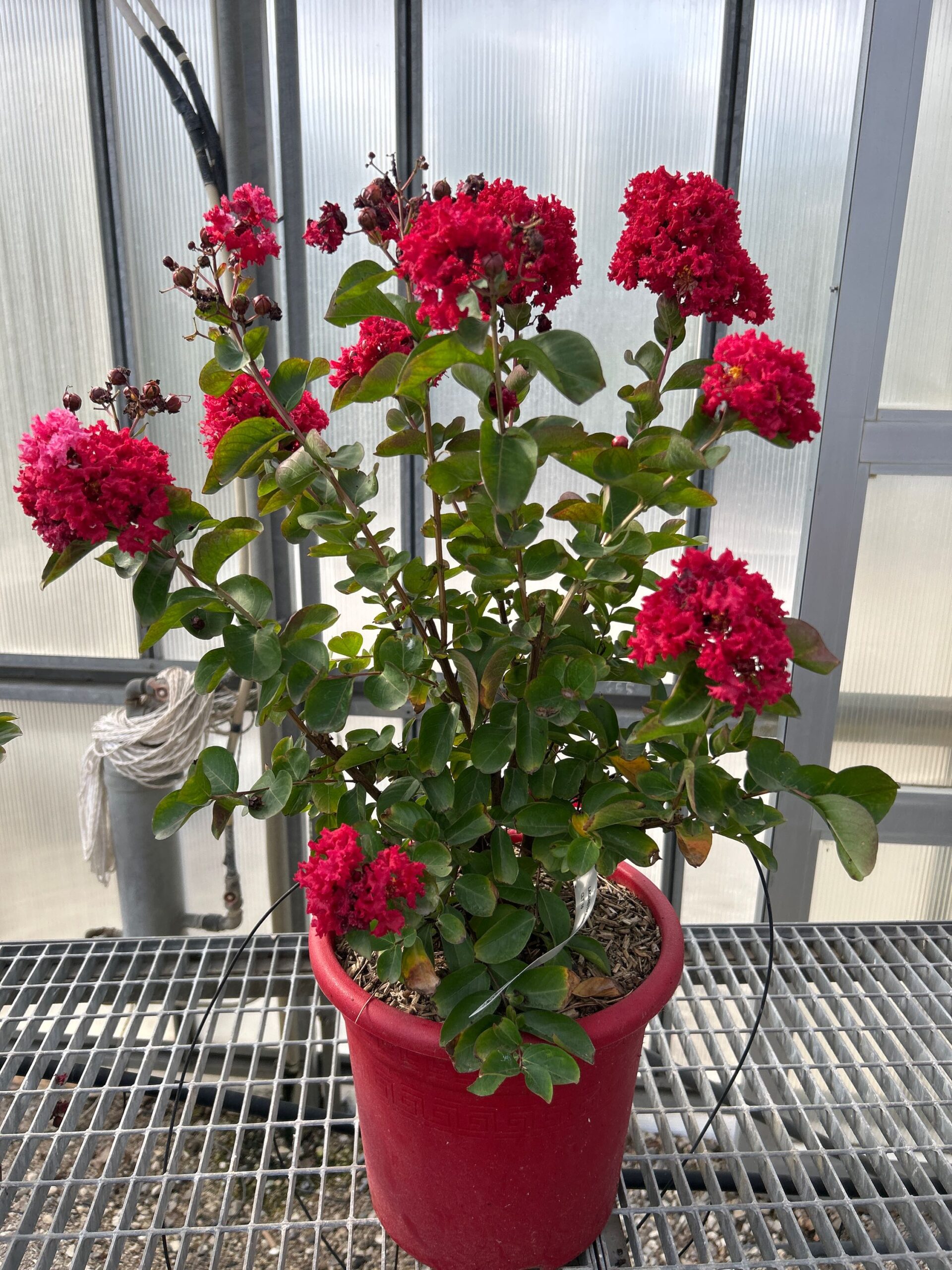 Lagerstroemia × DYNAMITE Lagerstroemia × DYNAMITE - slika 1